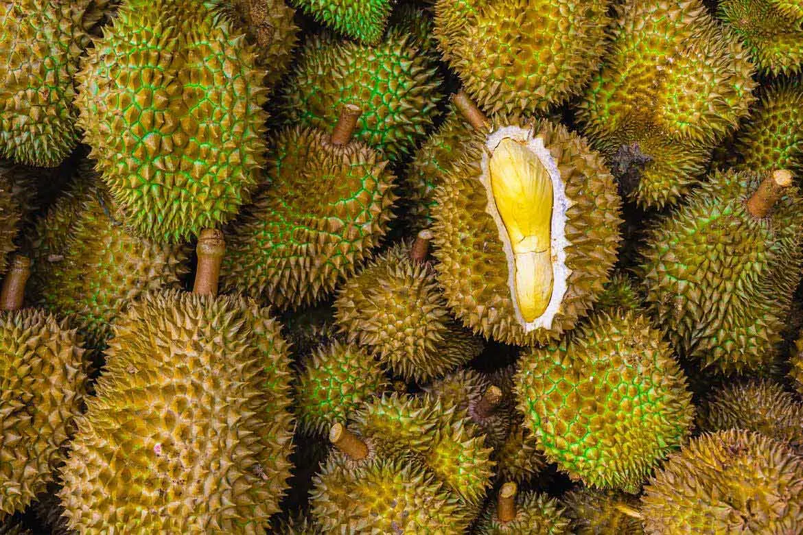 Bibit Durian Bawor Unggul