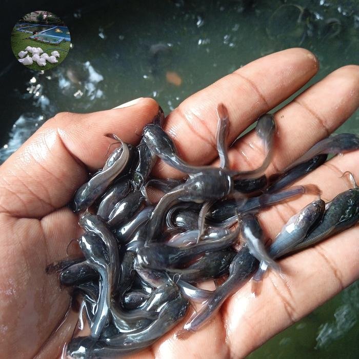 Bibit Ikan Lele Desa Suka Makmur